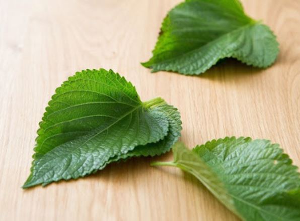 Dream of picking sesame leaves: 14 main meanings explained