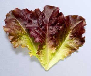 Dreaming of lettuce - symbolism and meaning Dreaming of lettuce symbolizes abundance, health, and new beginnings. Fresh green lettuce is interpreted as an energetic food, and if it appears in a dream, it is likely to have a positive meaning. This is interpreted as a sign of rising wealth, luck, or positive changes in life. In addition, lettuce is closely related to healthy eating, so it may also indicate an upcoming moment when your body and mind will be balanced and energized. On the other hand, if you see wilted or yellowed lettuce, it could be a warning message that you are low on energy or that what is happening may not be going as smoothly as expected. In this way, dreams about lettuce can be auspicious dreams or signs to look out for, depending on the state in which they appear in the dream. Therefore, if the lettuce is a vibrant green color, it is likely that your current efforts are bearing fruit or that good energy is flowing, so it would be advantageous to actively pursue your plans. However, if the lettuce has gone bad or dried up, it may need to be checked for health, relationships, and finances. Also, if you have such a dream, it is important to review your recent life habits and mental stress and balance it. Also, if something happens, you may need to make careful judgments and be well prepared, so you should pay more attention to these signs. Dream of picking lettuce Dreaming of picking lettuce symbolizes your efforts and achievements, often indicating fruitful results in reality. In particular, if you carefully pick green lettuce in a dream, it can be interpreted as a good result in your efforts. It also indicates that you will achieve positive results in business or workplace performance and in exams or projects. However, on the other hand, if you pick the lettuce too hastily, or if you see yourself picking wilted lettuce, it may be a sign that you may be missing out on a good opportunity due to impatience. Therefore, depending on the behavior and situation in the dream, its meaning may vary, and it is important to double-check how you pick the lettuce. Therefore, if you have been picking lettuce slowly and carefully, then calmly planning and proceeding will most likely lead to the best results in reality. However, if you find yourself picking too hasty or harvested lettuce that is not ripe correctly, it is necessary to take a step back and recheck the situation instead of rushing. Additionally, if you have such a dream, it is important to reflect on the areas in which you are currently waiting for results and taking appropriate action. In particular, it is important to remember that fewer mistakes and caution will make the road ahead easier. Dream of washing lettuce Dreaming of washing lettuce often indicates a process of purification and preparation for yourself. It may indicate that any issues in your life that have been worrying or frustrating you recently are showing signs of gradual resolution. Additionally, if you have unnecessary conflicts in your relationships or work, it could also mean that you are approaching the time to resolve these conflicts and move towards harmonious relationships. If you think about washing lettuce with water, it means that your positive energy is gradually recovering, which may suggest that a good time is approaching to plan for the future. However, if the lettuce is not washed properly or feels cloudy or dirty, you may still have problems to solve or may be in a state of emotional turmoil, so you need to be careful. If you have these dreams, it may mean that you need to look inside yourself and unify unnecessary worries or negative emotions in your waking life. Additionally, if you want to improve your relationships around you, it's important to have honest conversations and maintain a positive attitude. In particular, if you have conflicts at work or school, you may also need to work on them. Therefore, it is important to consider what areas need to be organized at the moment and remember that taking the time to organize your mind will make your life smoother later on. Dream about eating lettuce Dreaming of eating lettuce indicates that your body and mind will be healthy and rejuvenated. In particular, if you think of a scene where fresh lettuce is eaten deliciously, it may mean that your life is going smoothly now and you may move in a more positive direction in the future. Additionally, lettuce can symbolize mental relaxation and well-being, so if you're feeling stressed every day, this dream may suggest that you will soon have the opportunity to find inner peace. However, on the other hand, if you dream of eating wilted or tasteless lettuce, it may be a warning message suggesting that you are neglecting your healthcare or that you may be unhappy with your recent choices. Therefore, if you eat lettuce deliciously in a dream, it is recommended to maintain an active lifestyle in real life and pay more attention to your health. However, if you find it difficult to eat lettuce, you may need to take a break because your body may feel tired or stressed in life. Additionally, it's important to double-check if your recent decision or choice is right for you. Only good flow can be maintained with health and mental balance and harmony, so you should start by checking small habits in your daily life. Dream about planting lettuce Dreaming of planting lettuce can indicate new beginnings and hope, suggesting that you can expect positive changes as you prepare for the future. In particular, if you carefully plant lettuce in a dream, this is interpreted as the fact that your current efforts are likely to bear fruit in reality. If you start a new project at work or work, or if it's time to set personal goals and work towards them, this dream may indicate good results in the future. In addition, in relationships with family, lovers, friends, there is a good chance that there will be an opportunity to build stronger bonds, which may be a period when your relationship is expected to develop steadily. However, if you grow lettuce and it doesn't grow properly or the roots look weak, it may indicate that you may need to work hard or modify your current plans. Therefore, if you have grown strong lettuce in your dream, it may be a good option to advance your plans in real life, and you can expect corresponding results. However, if the lettuce is not properly seated, it may be important to double-check and adjust to ensure the current orientation is correct. Additionally, if you're starting a new job, you need to be well-prepared and planned, rather than rushing forward. Finally, it makes more sense to think about what your current efforts will lead to in the long run and pave the way for the future with adequate preparation. Dream of wilting lettuce Dreaming of wilted lettuce often reflects a decline in energy in reality or anxiety and worry about the current situation. This usually happens when fatigue accumulates at work, school, or personal life, or when planned tasks are not going well. Additionally, these dreams may also occur if you are in poor health or stressed, indicating that the work you are doing may not yield the desired results. In particular, if you feel sad when you see wilted lettuce, it may be a reflection of your disappointment or helplessness in the current situation. However, these dreams not only have negative meanings but can also be seen as a sign, providing you with an opportunity to review and improve your current situation. Therefore, if you have this dream, it is important to reflect on your physical and mental health at the moment, and perhaps it is time to take a break. Additionally, if things aren't going well, you may need to plan for the long term and be a little more patient than short-term results. If there is a conflict in your relationships around you, you may need to work on working on it, and trying even small changes will be one way to create a positive flow. Therefore, it is important to remember that it is important to check the current situation and take the necessary measures. Dream of giving food to someone else Dreaming of cooking for someone symbolizes sharing and giving in reality, suggesting the potential for positive changes in your relationships. In particular, if you happily hand over lettuce in your dream, it may mean that you are likely to meet a wonderful relationship or help someone around you in your waking life. Lettuce is a food ingredient that symbolizes health and abundance, so giving it to others also means sharing your positive energy. If in a dream you give lettuce and see that the other person is happy, this may indicate that good things will happen in the near future, and there may be an opportunity to give back the help you received from someone. However, on the other hand, if you are forced to send lettuce or the other person refuses, it may indicate that your kindness is not being properly conveyed in real life or that misunderstandings may occur in your relationships. Therefore, if you have this dream, it is important for you to review your current relationship and maintain positive interactions. It may also be necessary to look around for people who need their help, and it's best to remember that sharing good vibes will eventually have a positive impact on yourself. Conversely, if you are being rejected lettuce in your dream, you may need to reflect on whether there have been unnecessary conflicts in your relationship recently and work on addressing them. Finally, it's important not to forget that sharing positive energy is an important factor that can lead to better connections. Dream of stealing lettuce Dreaming about stealing lettuce often reflects that you are forcibly getting something in reality or that you have become too greedy. It may indicate that you are trying to achieve your goals in a way you do not want at work, study, or in relationships, or that you may be making hasty decisions in a state of instability. In particular, if you feel anxious while stealing lettuce in your dream, it is likely that you are also feeling insecure or guilty about your choices in your waking life. Additionally, since lettuce symbolizes health and abundance, stealing it could also mean that the balance in reality is being disrupted. If you are caught or scolded by someone in your dream, you need to be careful because what you are doing is likely to be disrupted by unexpected variables. Therefore, if you have this dream, you need to double-check if your actions are going in the right direction in reality. If you make the wrong decision out of impatience, it may be important to take a step back and rearrange your situation. Additionally, if you are currently in a precarious state, it may be helpful to consult with someone you trust or explore new alternatives. First of all, it is necessary to remember that achieving your goals in a legal way will lead to better results in the long run. Therefore, it is important to remember that it is important to revisit your choices and remain cautious. Dream about throwing lettuce Dreaming about throwing away lettuce is related to the process of sorting out things you don't need in reality or letting go of existing thoughts or habits. If you throw away fresh lettuce, it may mean that you yourself have missed an important opportunity, and conversely, if you dream of throwing away wilted lettuce, it may suggest that you are ready to clean up unnecessary worries or negative emotions and start over. In particular, if you throw away lettuce in a dream without regrets, this indicates that you may have the opportunity to organize something in reality and move forward with a relaxed heart. However, on the other hand, if you feel regret or hesitation after throwing away lettuce, it could mean that you need to reconsider important decisions in your waking life. Therefore, if you have this dream, you may need to look at your current situation and clean up any unnecessary emotions, relationships, or habits. In particular, if you have a strong sense of regret after throwing away lettuce, you should be careful not to make too hasty decisions in real life. Conversely, if you feel cool after throwing it away, it could be a sign that your current options are moving in the right direction, so it might be a good idea to make a bold decision without hesitation. Finally, you should remember that this dream carries an important message as you let go of your attachment to the past and move on. Dream of a pile of lettuce Dreaming of a pile of lettuce symbolizes wealth and abundance, and it is likely that your reality is filled with positive energy. In particular, fresher lettuce may indicate better financial opportunities or higher life satisfaction. It could mean that your efforts are paying off, or you may hear good news that you didn't expect. Also, if you are happy when you see lettuce in your dream, then it is likely that your desired goals or desires will soon come true in your waking life. However, if you feel like you're overwhelmed by too much lettuce, it could be a sign that you're taking on too many responsibilities in your waking life or being overwhelmed by too many things. Therefore, if you have this dream, it is necessary to examine your current financial situation or goals and be prepared to take advantage of opportunities as they arise. If you feel overwhelmed in your dream, you may need to make appropriate adjustments in your reality, and dividing tasks or asking for help can be a good approach. On the contrary, if you are happy to see an abundance of lettuce, it is important to actively take advantage of the opportunity, because positive changes are expected in reality. It's important to remember that these dreams convey an important message about finding balance and reorganizing your way forward in your life. Dream about buying and selling lettuce Dreaming of buying and selling lettuce indicates deals and opportunities, which may suggest that it is time to make important decisions in reality. In particular, if you seem happy to buy lettuce, it could mean a good opportunity is coming your way or you may face positive changes in reality. Conversely, if you regret selling your lettuce, it could mean you've missed out on an important opportunity or that you need to reconsider your choices. Also, if you sell lettuce at a high price, there is a chance that you will be recognized in real life, which may be when you are looking forward to achieving results in your work or business. However, if you feel like you're selling cheap or losing money, it could be a sign that you need to exercise careful judgment before making important decisions, even in real life. If you have this dream, you need to check what you are currently doing or what important decisions are going in which direction. If you are happy with your lettuce purchase, it can be a good way to trust the path you have chosen in real life. However, if you regret selling, you need to rethink and adjust whether your current choice is really correct. Especially if you are facing significant changes in your financial situation or relationships, you should remember that it is important to make rational decisions rather than emotional choices. Dream of rotten lettuce Dreaming about rotten lettuce carries a warning meaning, suggesting that you may be missing out on important opportunities in reality or that what you were expecting might not go as well as you thought. Lettuce, in particular, is a food ingredient that symbolizes freshness and health, so if it goes bad, it could mean that your expectations or your goals may not be what you want. It could be that things are gradually going in a bad direction at work, school, or relationships, or it could be a sign that problems could get worse if left unattended. In addition, if you feel unpleasant emotions when you see rotten lettuce, you may feel dissatisfied or anxious about the current situation in real life, and you are likely to be in a state of negative psychological emotions accumulation. Therefore, if you have this dream, it is important to examine your current situation and look for solutions to the problem. If things are not going well, you may need to consider a different direction or require more preparation and effort. Additionally, if there are misunderstandings or conflicts in your relationship, you need to have an attitude of actively trying to resolve them rather than ignoring them. On top of that, the appearance of rotten lettuce means it's time to clean up and change, so it's important to sort out any emotions or relationships that are no longer needed and start over. Dream about boiling lettuce Dreaming of cooking lettuce may indicate that a time is approaching when you can use your abilities in reality to create new changes. In particular, if you dreamed of cooking lettuce fragrantly, then what is happening at the moment is going well, and there is a high probability that you will get a good result from it. Additionally, there may be opportunities to recognize your abilities or realize your creative ideas through new endeavors. However, if you dream that food is not going well or that the lettuce is burnt or ruined, there is a possibility that things are going in a different direction than you expected in your waking life, and you may need to readjust your plans. Therefore, if you have this dream, it will be important to double-check what you are currently doing or projects and make up for any shortcomings. In particular, if creative experimentation is required, it is recommended to approach it more carefully and try different approaches. If cooking in the dream fails, it may be necessary to revisit the current method to see if it is the best and look for a better way. Finally, it's important to remember that results can vary depending on how you use the resources you have, so it's important to maintain careful planning and a proactive attitude. Dream about sharing lettuce Dreaming about sharing lettuce carries the meaning of harmony, cooperation, and sharing in relationships. In particular, if you share lettuce with family or friends in a dream, then most likely your relationship with your loved ones will deepen in real life, and you will have a positive influence on each other. It may also suggest that you can maintain a harmonious partnership in your work or social life, or it may mean that you can achieve good results in getting along with someone. However, if the dream sees the other person rejecting the lettuce you share or feeling unpleasant, there may be relationship discord in your waking life, and you may need to reconsider your communication style. Therefore, if you have this dream, it is important to revisit your current relationship and continue to communicate positively. If you are happy to share in your dreams, you need to constantly work on maintaining a good relationship in your waking life. However, if the other person refuses, there may be misunderstandings or conflicts in the relationship with the other person in real life, so it may be a good idea to try to resolve these issues through dialogue. After all, we must not forget that maintaining harmonious relationships is an important element of a happy life.