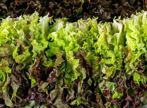 Dream about washing lettuce: 11 main meanings explained
