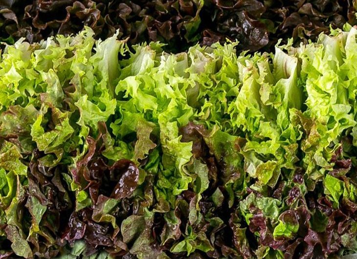 Dream about washing lettuce: 11 main meanings explained