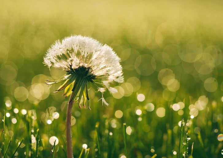 Dreaming of dandelions: 16 main meanings explained