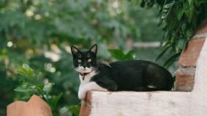 What does it mean to dream of rats?