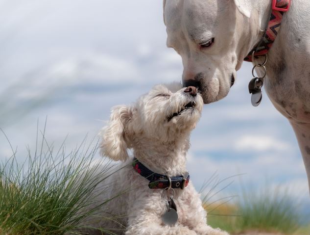 Dreams About Hitting Dogs: 5 Main Meanings Explained