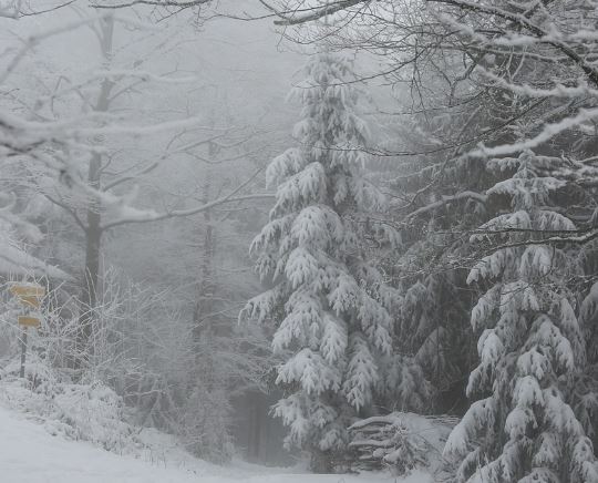 Dream of seeing snow: 5 Main Meanings Explained