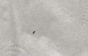 Dream about a small bug: 5 Main Meanings Explained