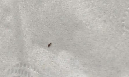 Dream about a small bug: 5 Main Meanings Explained