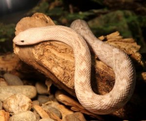 Dream about being bitten by a small insect : 5 Main Meanings Explained