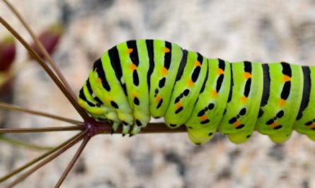 Dream of killing a big worm : 5 Main Meanings Explained