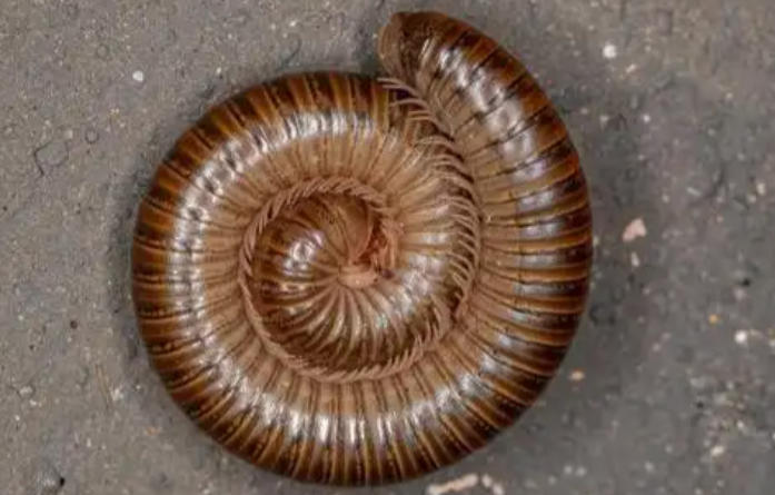 Dream about brown bugs : 5 Main Meanings Explained