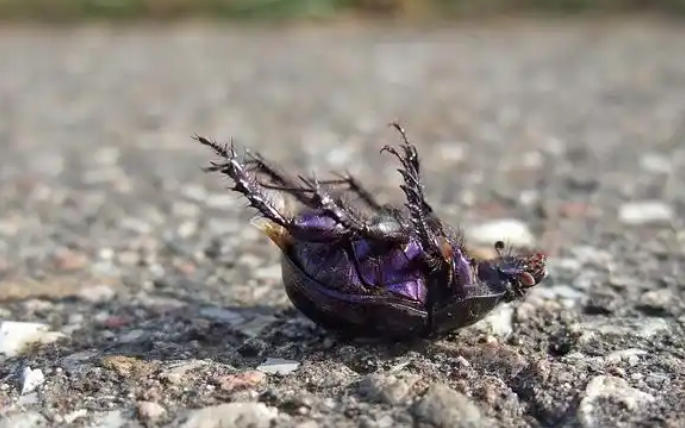 Dreaming of a dead bug  : 5 Main Meanings Explained