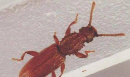 Dream about killing a bug : 5 Main Meanings Explained