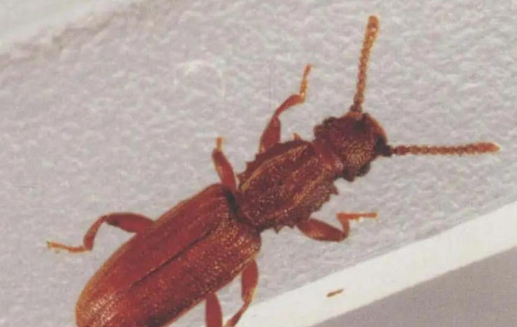 Dream about killing a bug : 5 Main Meanings Explained