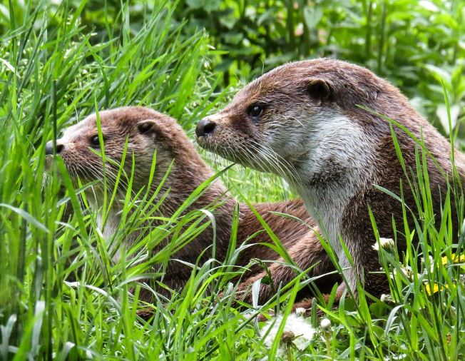 Dream about otters : 5 Main Meanings Explained