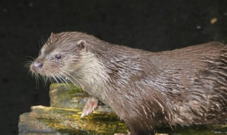 Dream about sea otter : 5 Main Meanings Explained