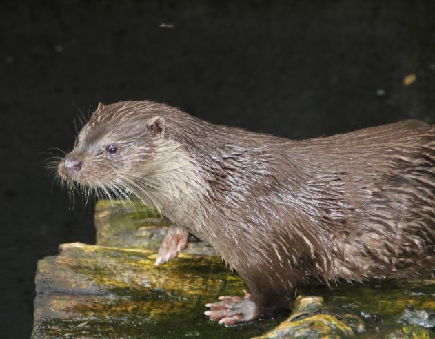 Dream about sea otter : 5 Main Meanings Explained