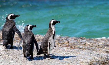 Dream about penguins : 5 Main Meanings Explained