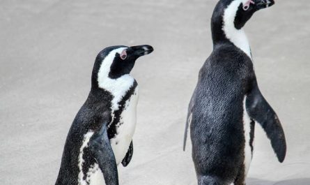 Dream about penguins : 5 Main Meanings Explained