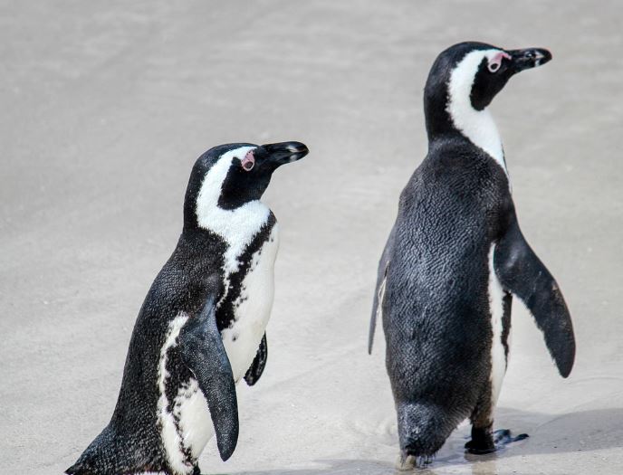 Dream about penguins : 5 Main Meanings Explained