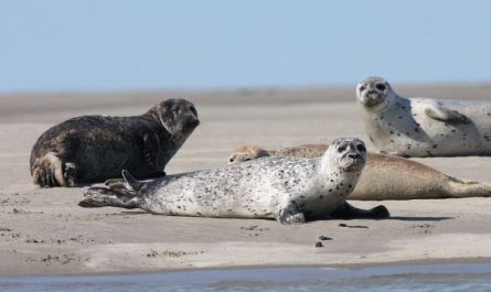 Dream about seals : 5 Main Meanings Explained