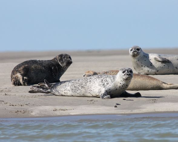Dream about seals : 5 Main Meanings Explained