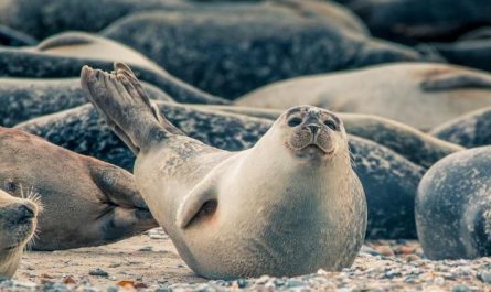 Dream of killing a seal : 5 Main Meanings Explained