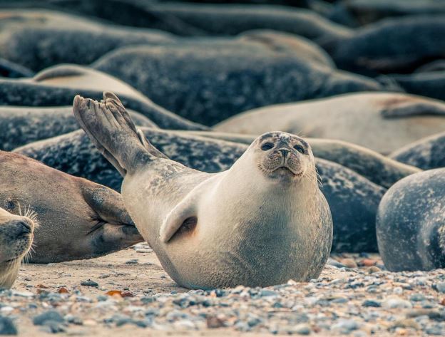 Dream of killing a seal : 5 Main Meanings Explained