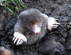 Dreaming of a mole appearing underground : 5 Main Meanings Explained