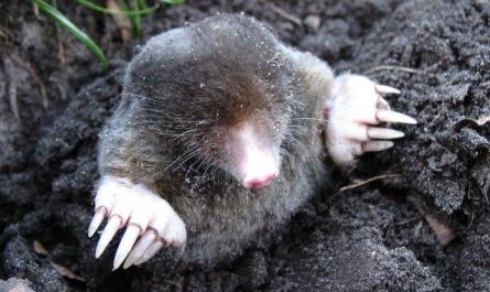 Dreaming of a mole appearing underground : 5 Main Meanings Explained