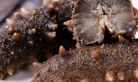 Dream about sea cucumber : 5 Main Meanings Explained
