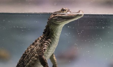 Dream about crocodiles : 5 Main Meanings Explained