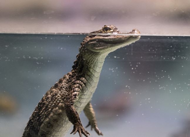 Dream about crocodiles : 5 Main Meanings Explained