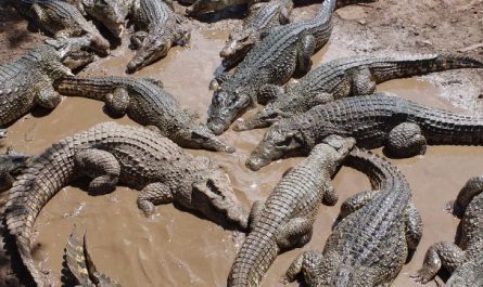 Dream about crocodiles breaking into your home : 5 Main Meanings Explained