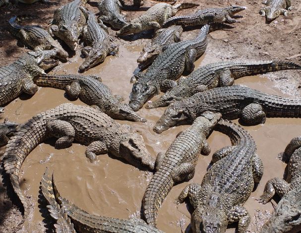 Dream about crocodiles breaking into your home : 5 Main Meanings Explained