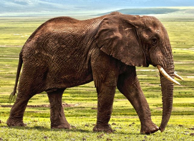 Dream about elephants : 5 Main Meanings Explained