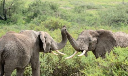 Dream about elephant death : 5 Main Meanings Explained