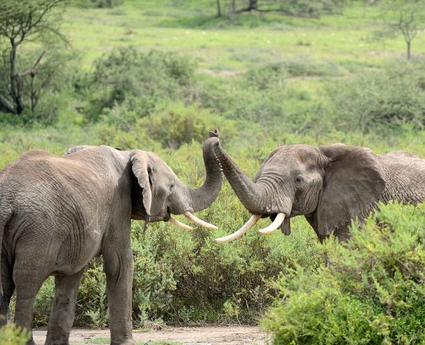 Dream about elephant death : 5 Main Meanings Explained