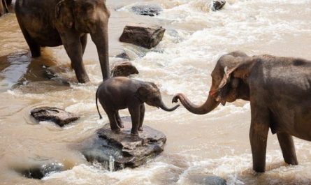 Dream about baby elephant : 5 Main Meanings Explained