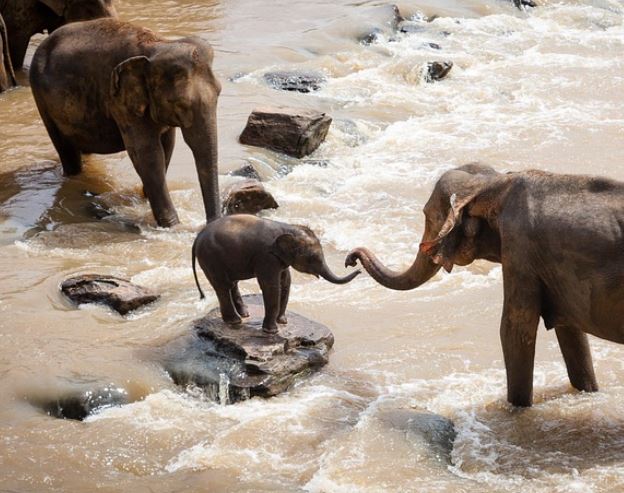 Dream about baby elephant : 5 Main Meanings Explained