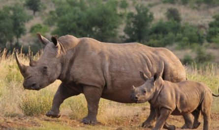Dream about rhinoceros : 5 Main Meanings Explained