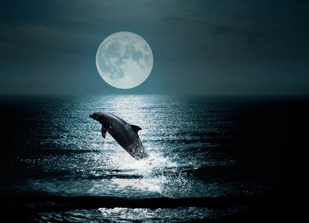 Dream about dolphins : 5 Main Meanings Explained