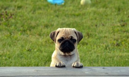 Dream about killing a dog : 13 Main Meanings Explained