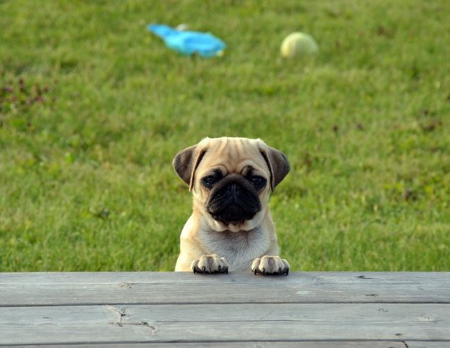 Dream about killing a dog : 13 Main Meanings Explained