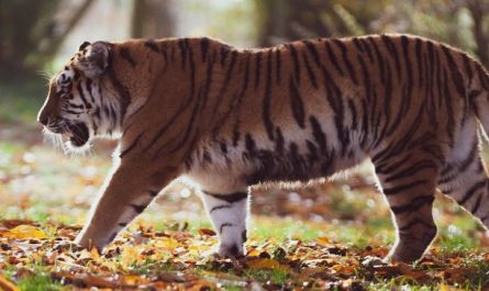 Dream about fighting a tiger : 12 Main Meanings Explained