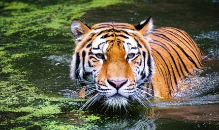 Dream about playing with a tiger : 7 Main Meanings Explained