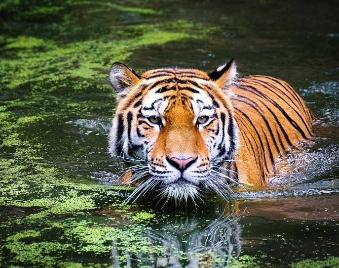 Dream about playing with a tiger : 7 Main Meanings Explained