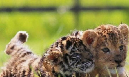 Dream about tigers and lions : 13 Main Meanings Explained