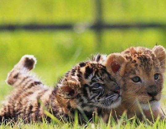 Dream about tigers and lions : 13 Main Meanings Explained