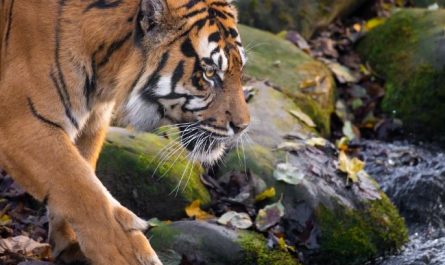 Dream about being a tiger : 8 Main Meanings Explained