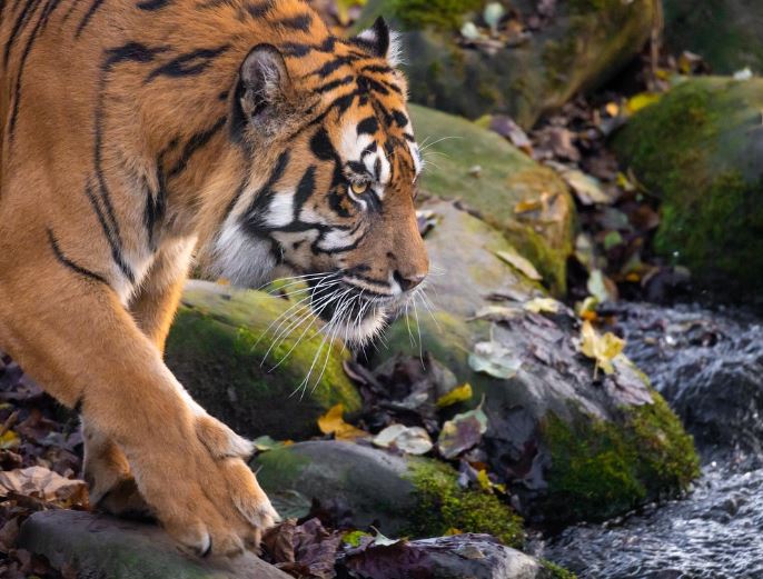 Dream about being a tiger : 8 Main Meanings Explained