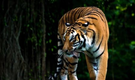 Dream about tiger attack : 12 Main Meanings Explained